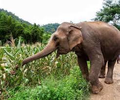 खेत में रखवाली कर रहे एक किसान को हाथी ने पटक पटककर मार डाला